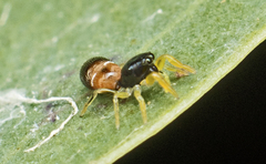 Damoetas