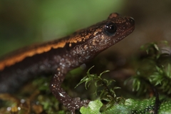 Gold-Striped Salamander photo 2