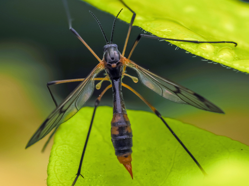 white-legged cranefly, photo 5 of 7