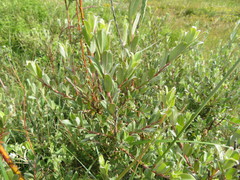 Salix repens