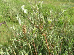 Salix repens