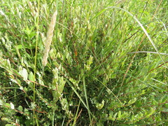 Salix repens