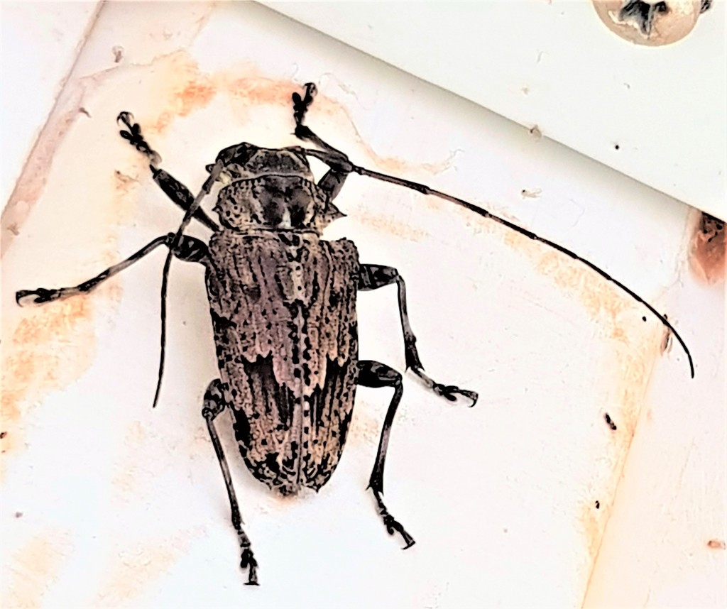 Dryoctenes scrupulosus