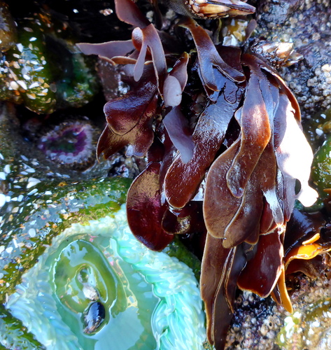 Dilsea californica