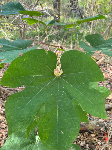 Image of Firmiana simplex by (c) Chet Burrier, some rights reserved (CC BY)