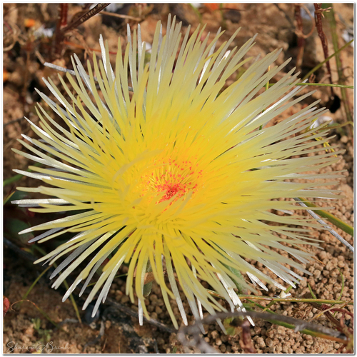 Phyllobolus tenuiflorus (Jacq.) Gerbaulet