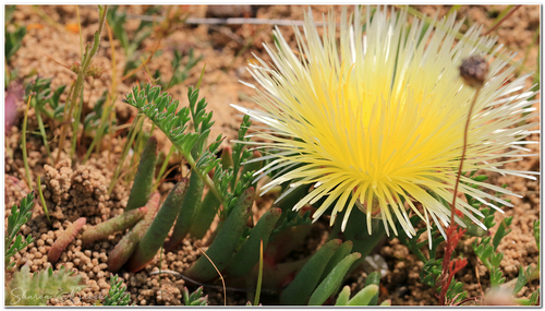Phyllobolus tenuiflorus (Jacq.) Gerbaulet 2