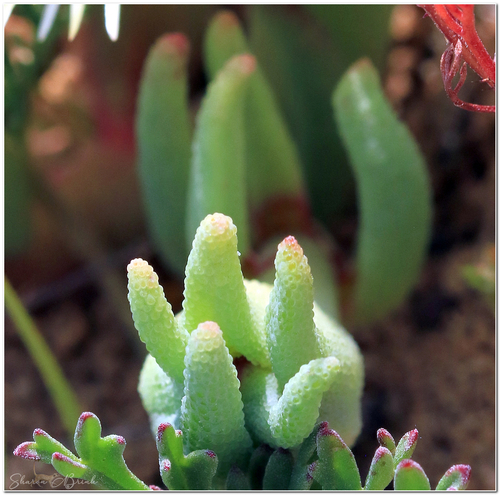 Phyllobolus tenuiflorus (Jacq.) Gerbaulet 3