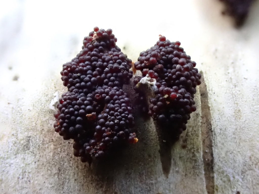 Dialonectria magnusiana