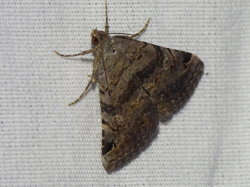 Cruel Toxonprucha photo 4