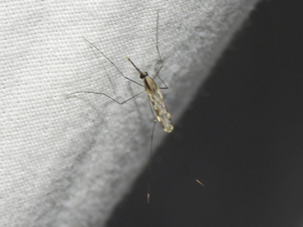Anopheles pseudopunctipennis