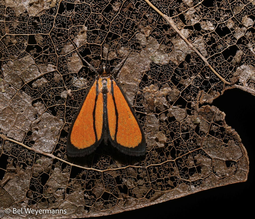 Semniomima puella