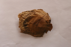 Aspidosperma