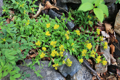 Phedimus middendorffianus