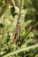 Omocestus