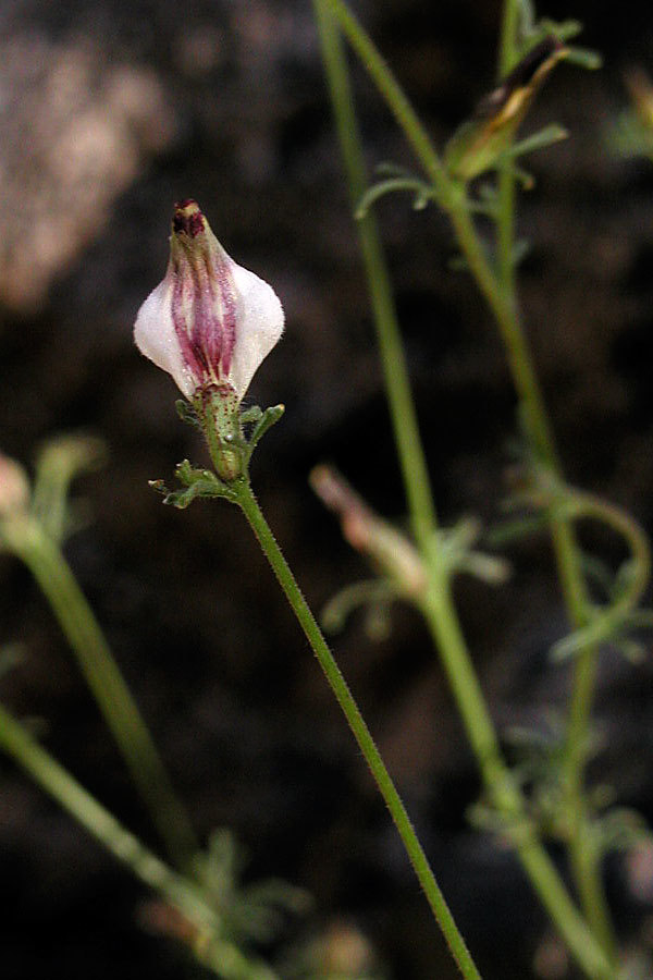 Cordylanthus nevinii