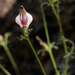 Cordylanthus nevinii - Photo (c) Wayfinder_73, algunos derechos reservados (CC BY-NC-ND)