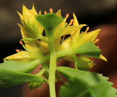 Phedimus middendorffianus