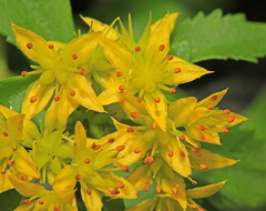 Phedimus middendorffianus