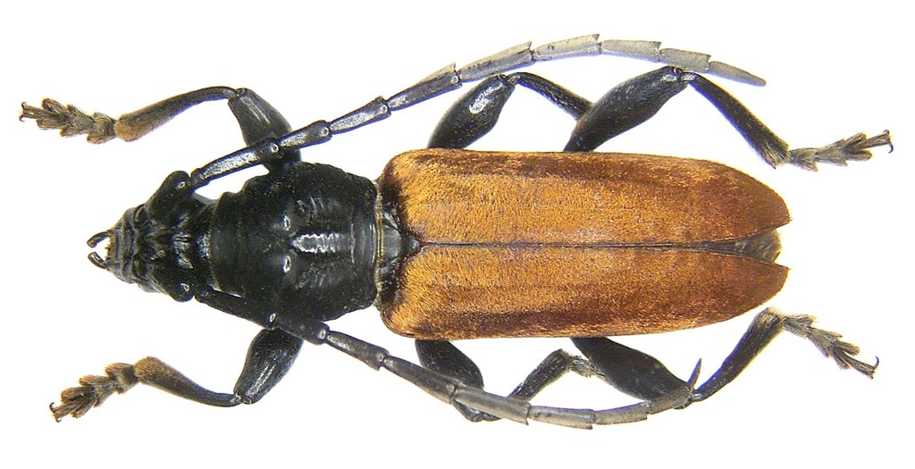 Lachnopterus