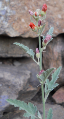Sphaeralcea incana