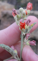 Sphaeralcea incana