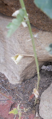 Sphaeralcea incana