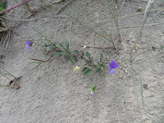 Viola tricolor curtisii