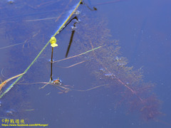 Utricularia aurea