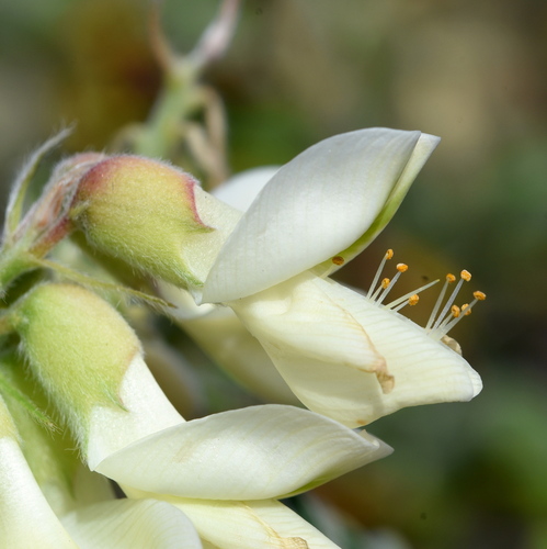 Iberian Milkvetch