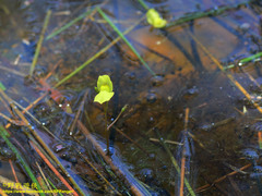 Utricularia aurea