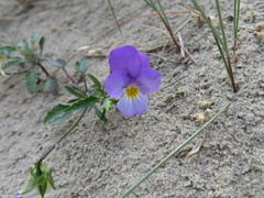 Viola tricolor curtisii