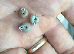 Daedalochila mooreana