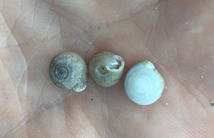 Daedalochila mooreana