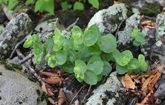 Hylotelephium ussuriense