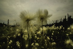 Eriophorum scheuchzeri