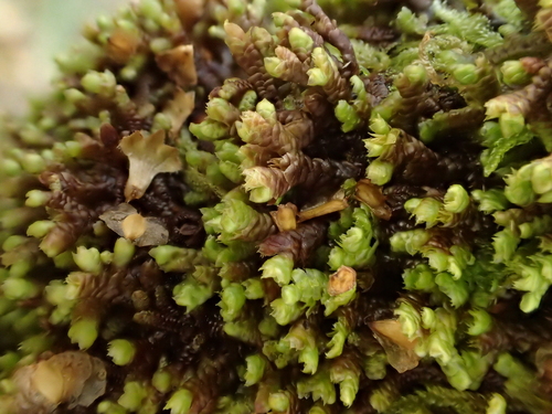Sea Scalewort (Frullania teneriffae)