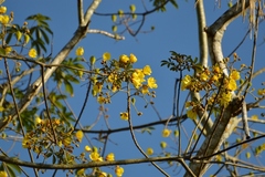 Cochlospermum