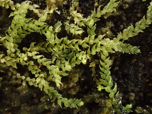 Image of Drepanolejeunea hamatifolia by (c) George Greiff, some rights reserved (CC BY)