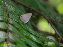 Rapala varuna formosana