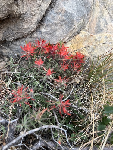 Image of Castilleja scabrida by (c) Jared Shorma, some rights reserved (CC BY)