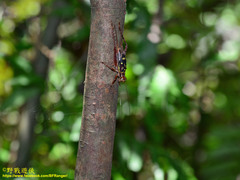 Cardiodactylus guttulus