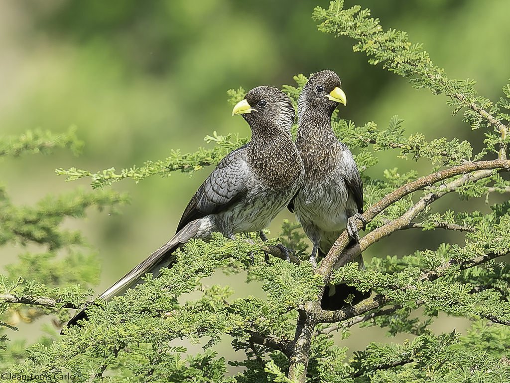 Plantain-eaters and Go-away-birds