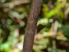 Cardiodactylus guttulus