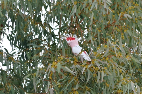Cacatua leadbeateri