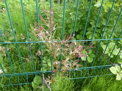 Epilobium