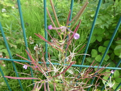 Epilobium