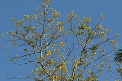 Cochlospermum