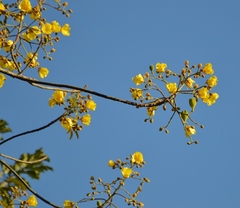 Cochlospermum