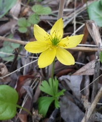 Anemonastrum richardsonii